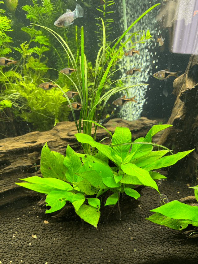 Planted Honeycomb Wood