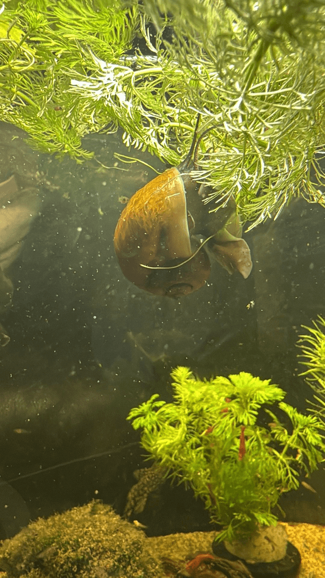 Golden Apple Snail